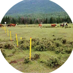 實行劃區(qū)輪牧科學利用草原資源